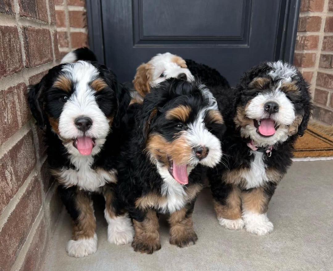 Bernedoodle Breeders Near Me - Mini Bernedoodle puppy